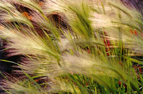 Gräser wiegen sich im Abendwind