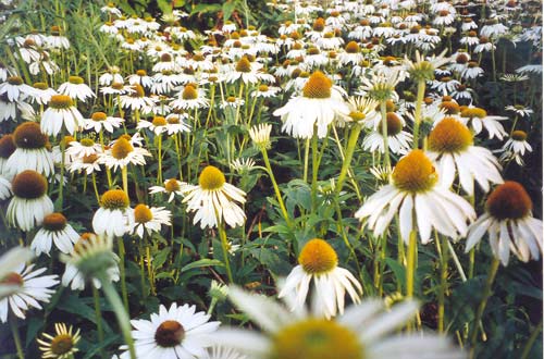 noch mehr Blüten