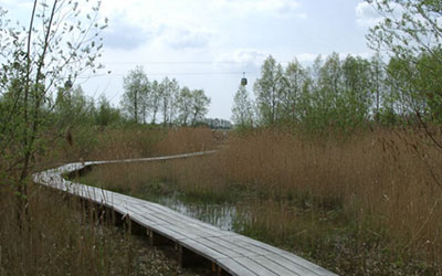 Bohlenweg im Schilf