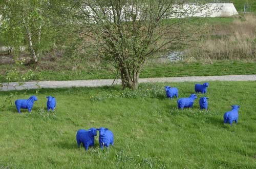 Blaue Schafe