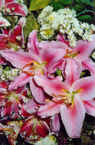 Lilienblüten