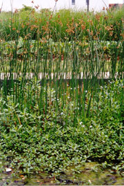 Parc de Gerland
